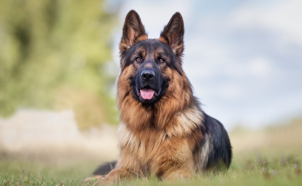 Large dog, feel-good stories