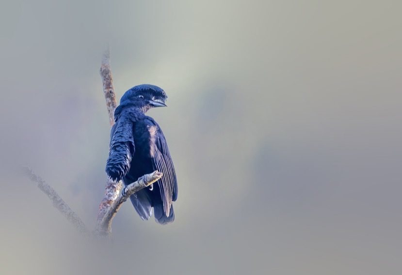 long-wattled umbrellabird