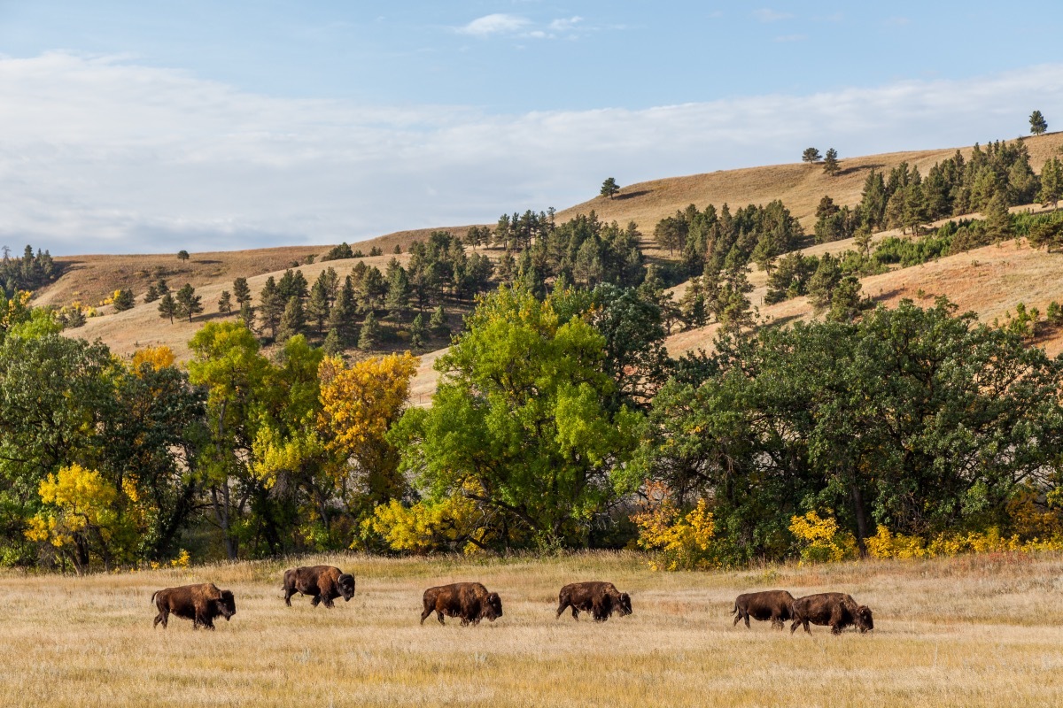 custer state park in south dakota