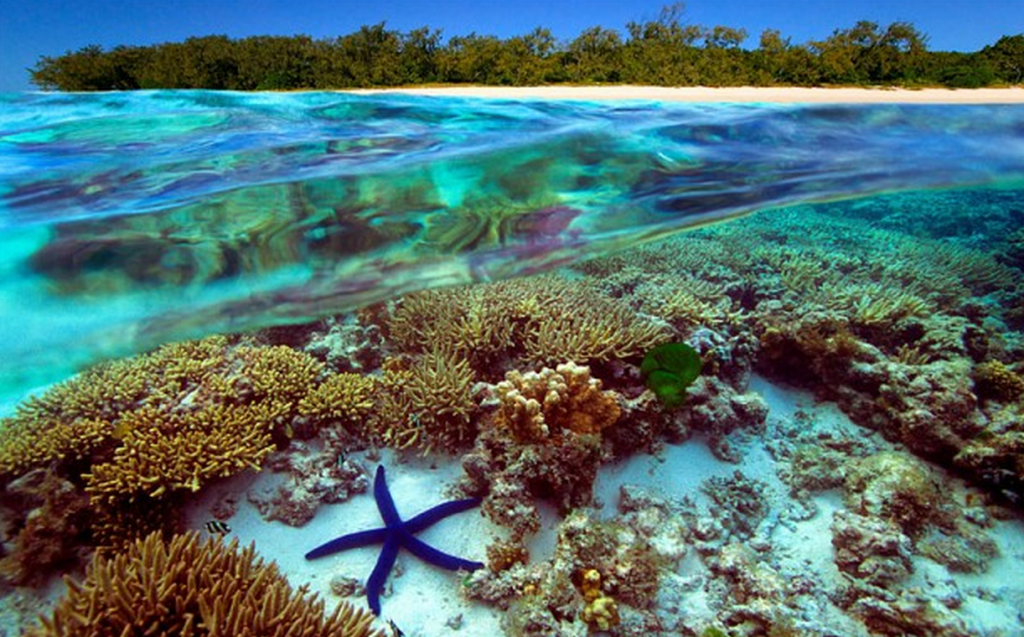 the-most-stunning-coral-reefs-you-definitely-need-to-visit-10