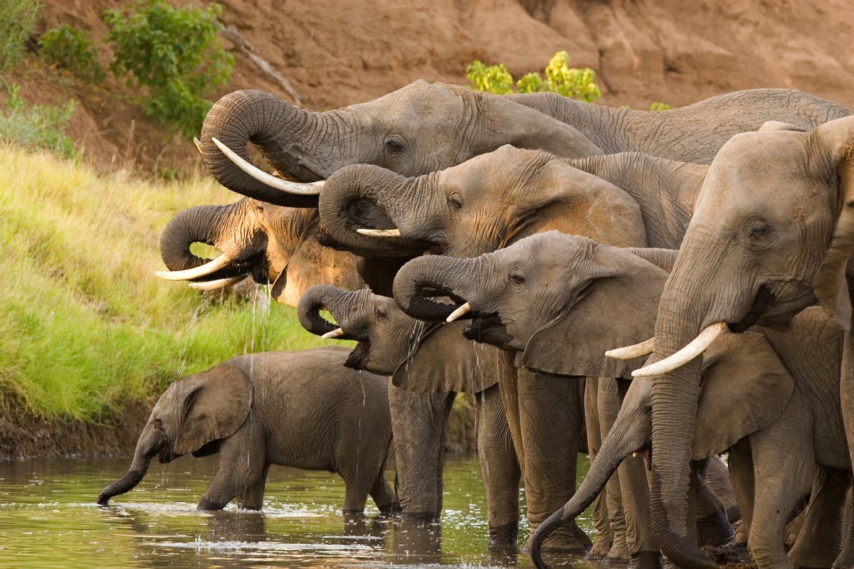 herd of elephants