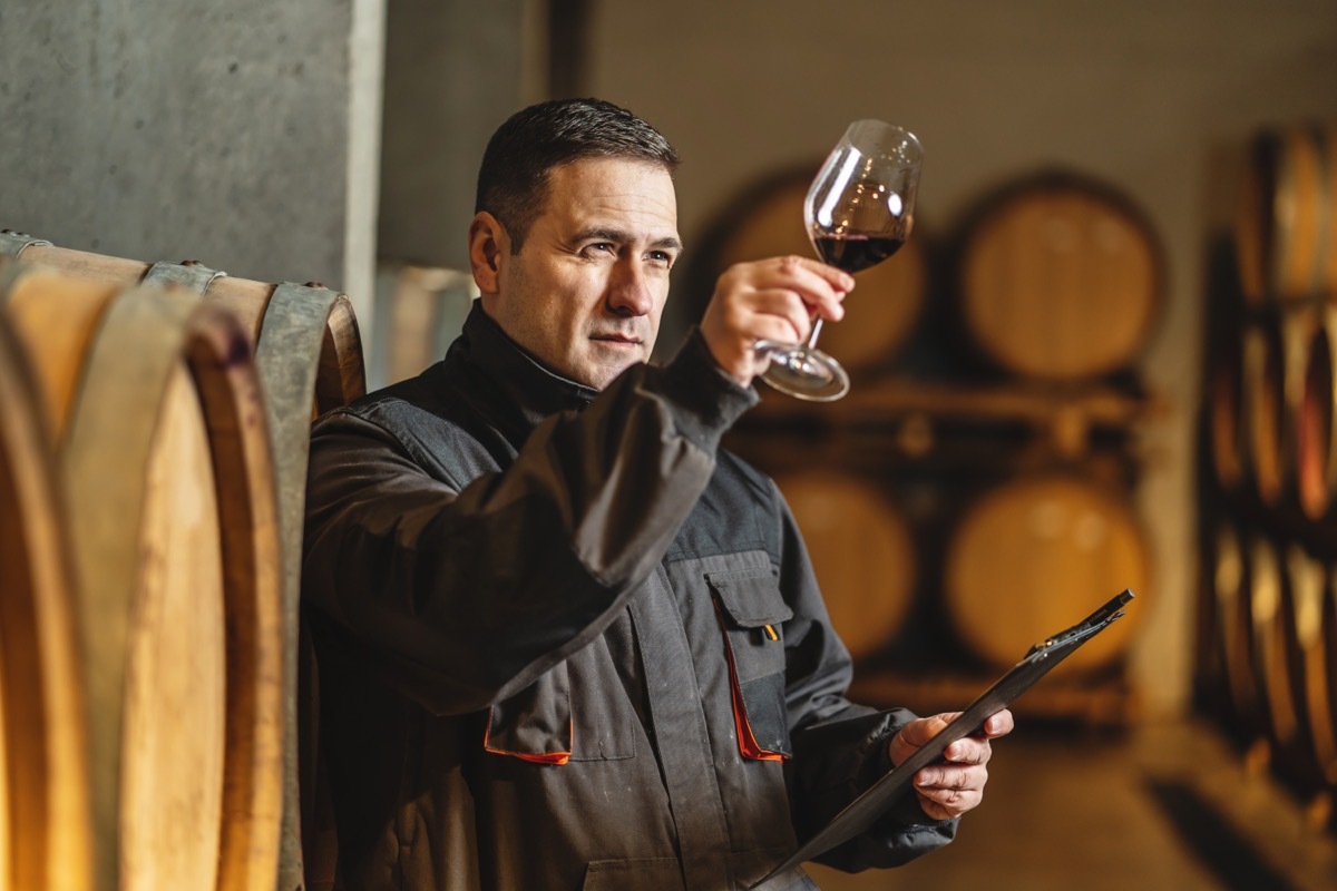 Adult man winemaker at winery checking glass