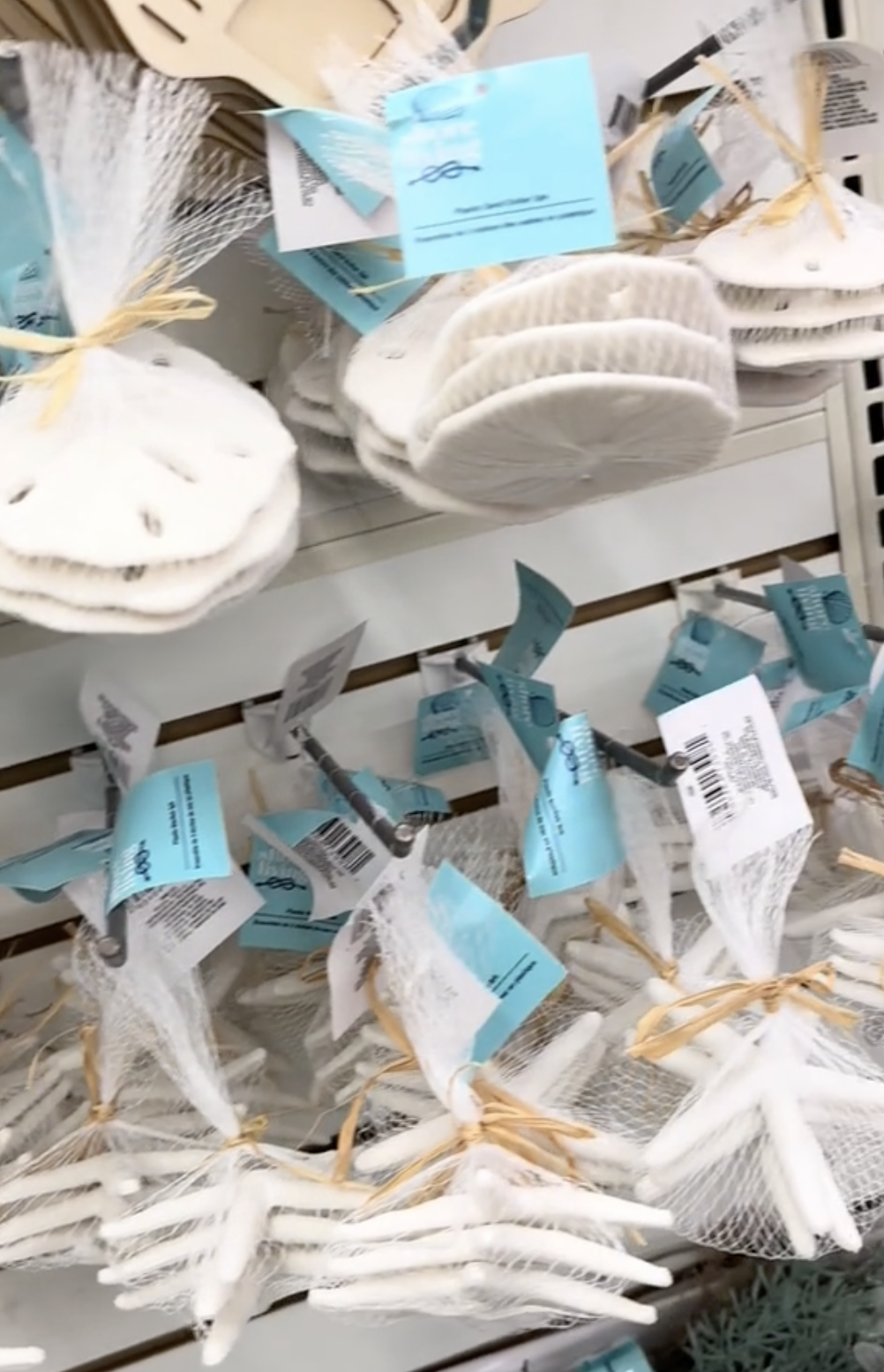 Display of seashells at Dollar Tree