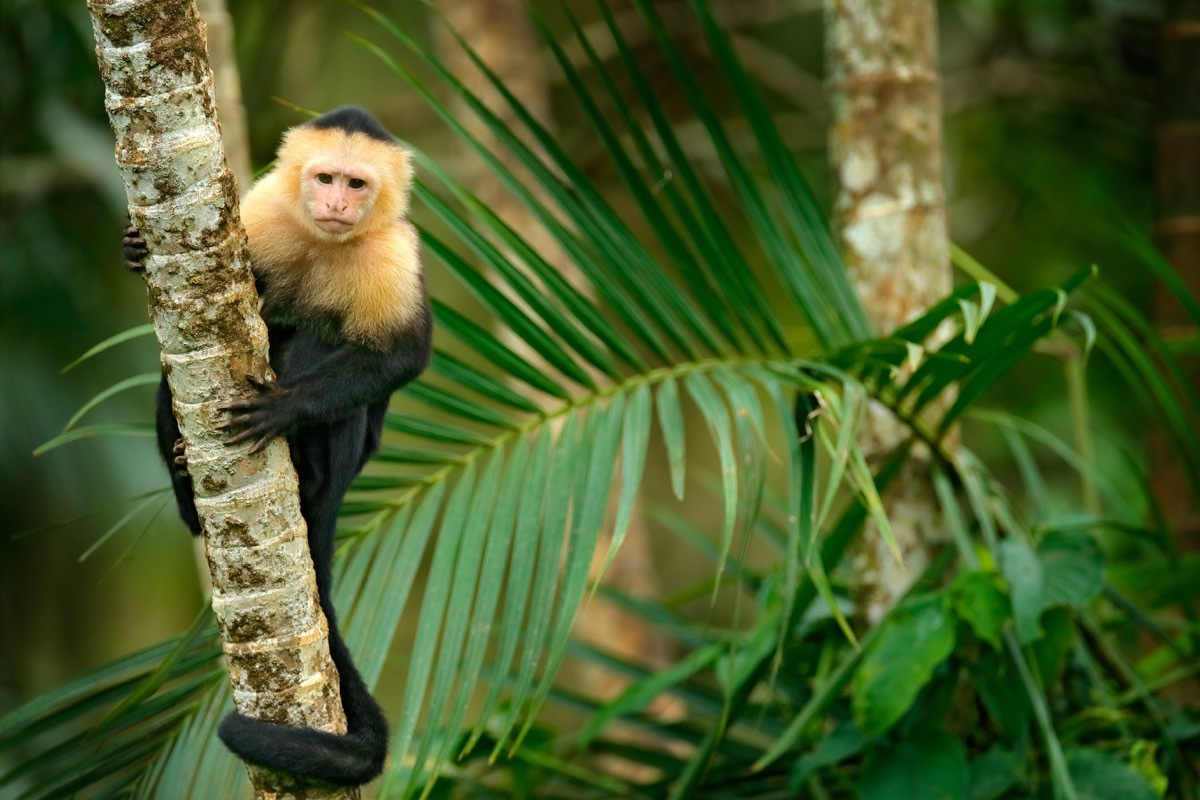 Capuchin monkey