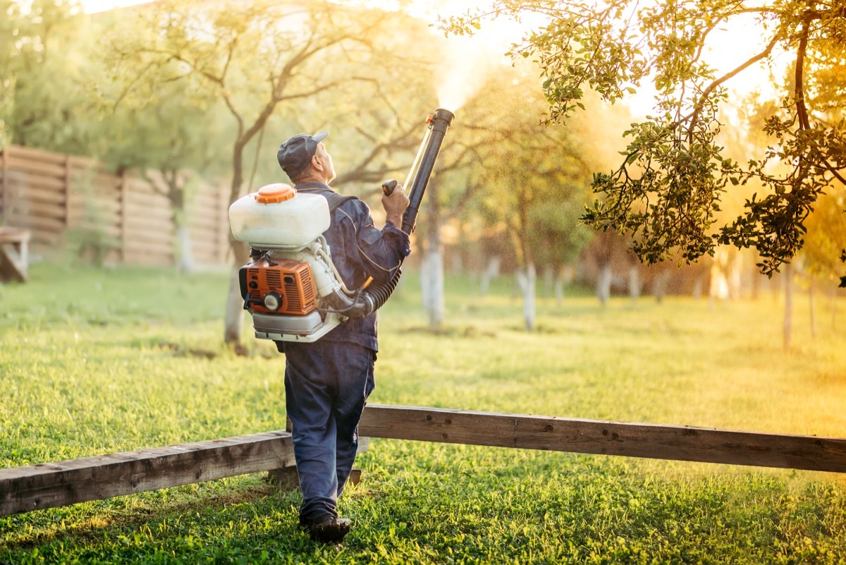 Industrial worker using sprayer for organic pesticide distribution in fruit orchard