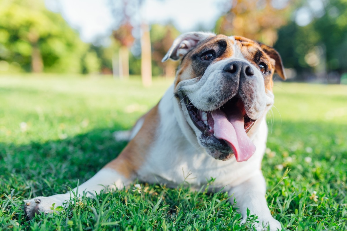 English Bulldog laying in the grass