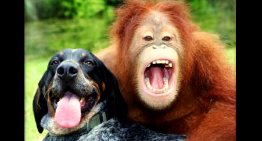 Image result for orangutan dog