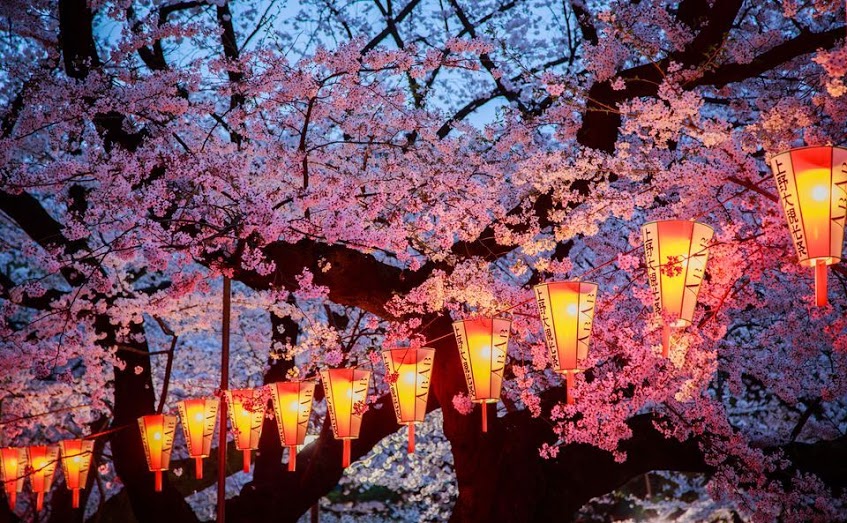 these-photos-of-japanese-cherry-blossoms-are-out-of-this-world-10