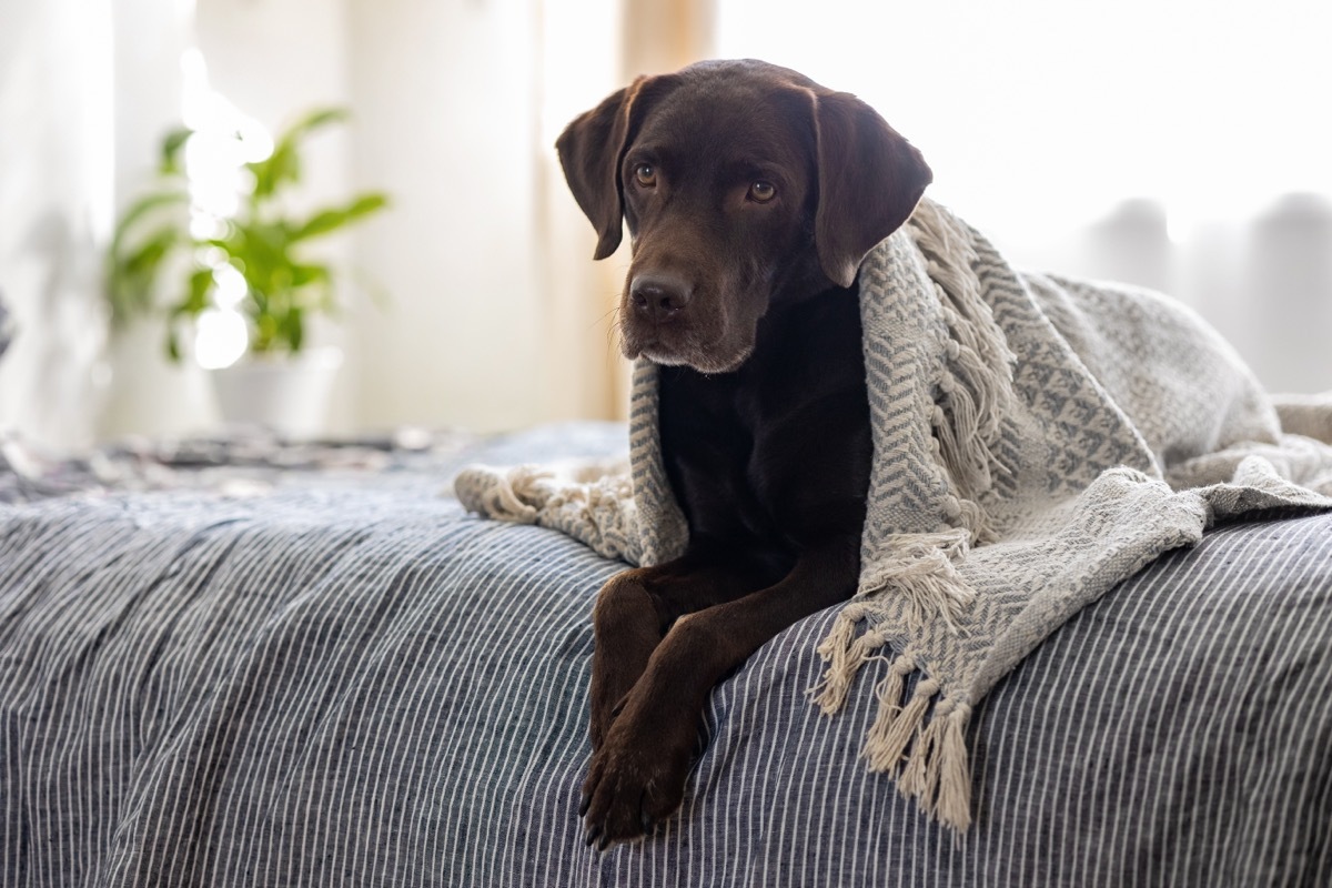 sick dog lying on bed