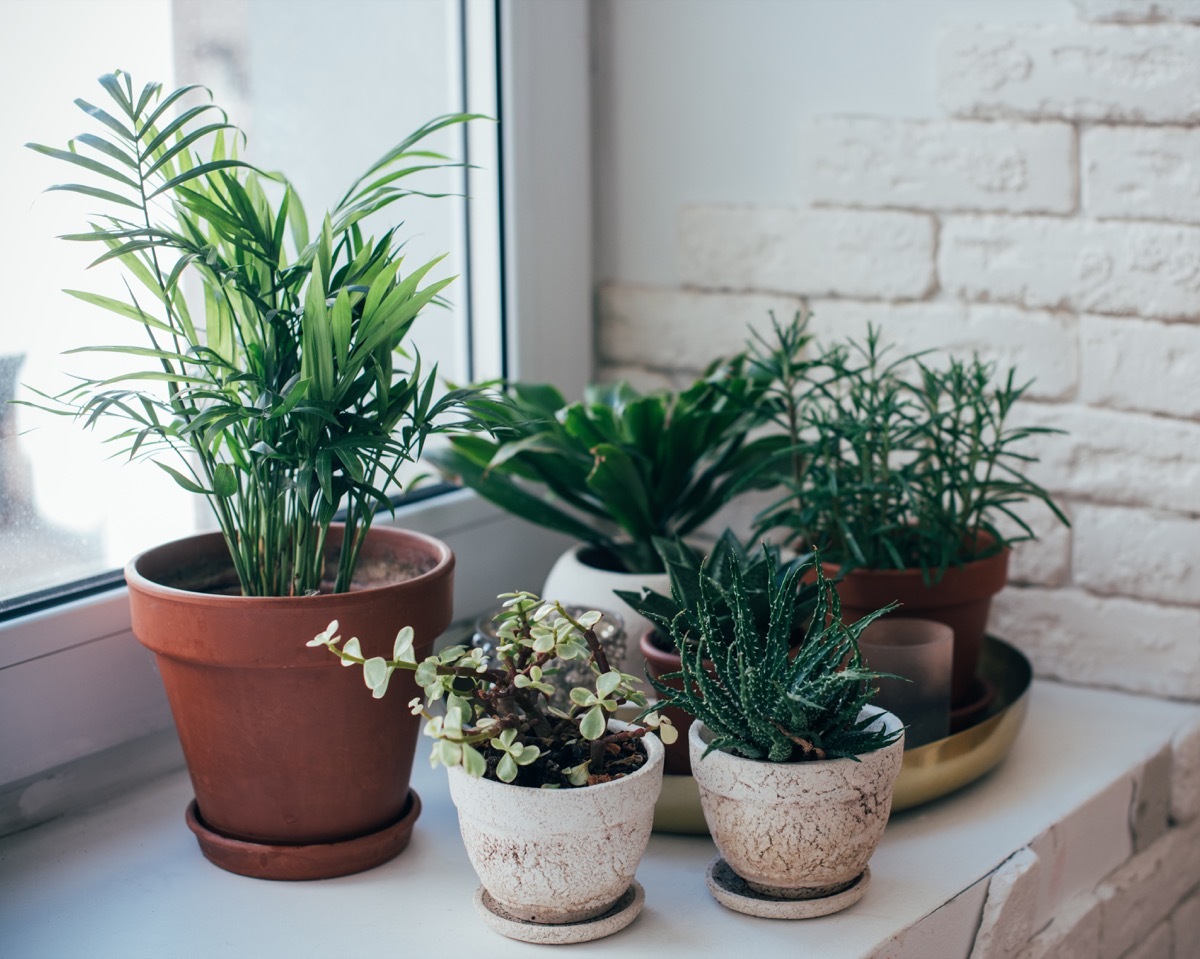 House plants on windowsill