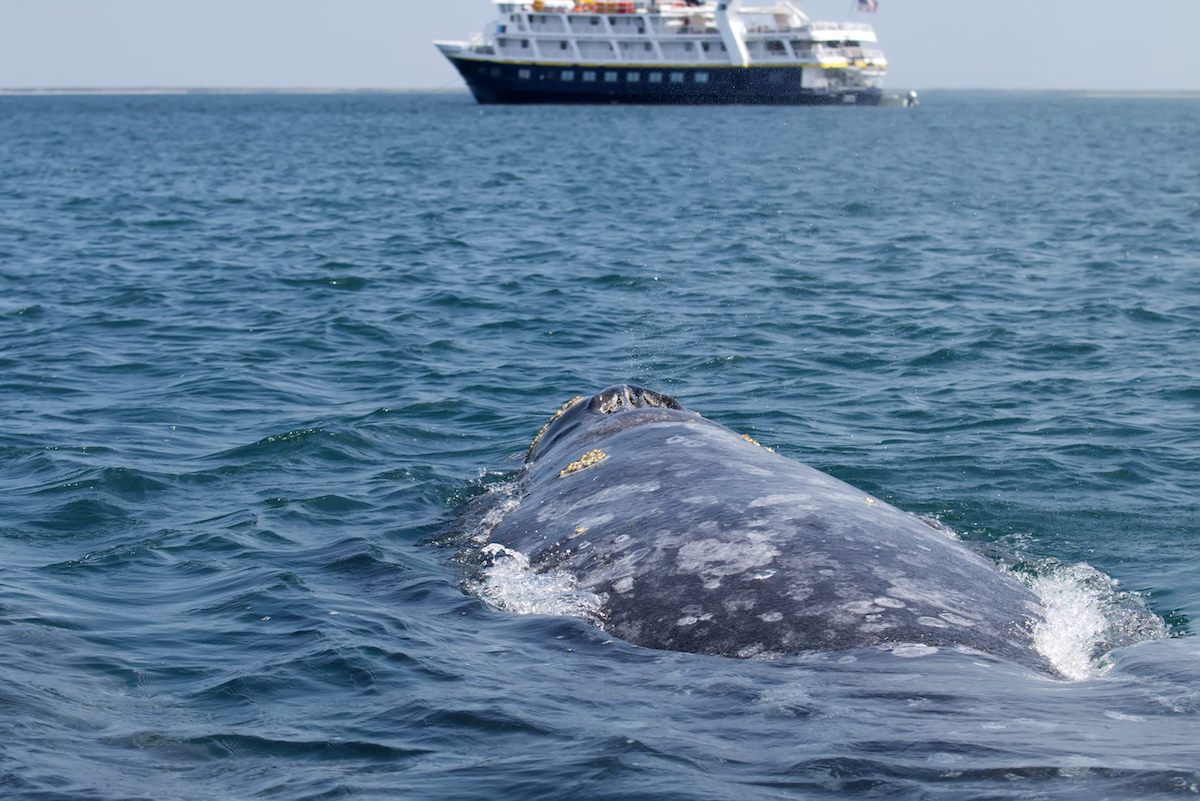 Gray whale in the ocean with a large ship in the background