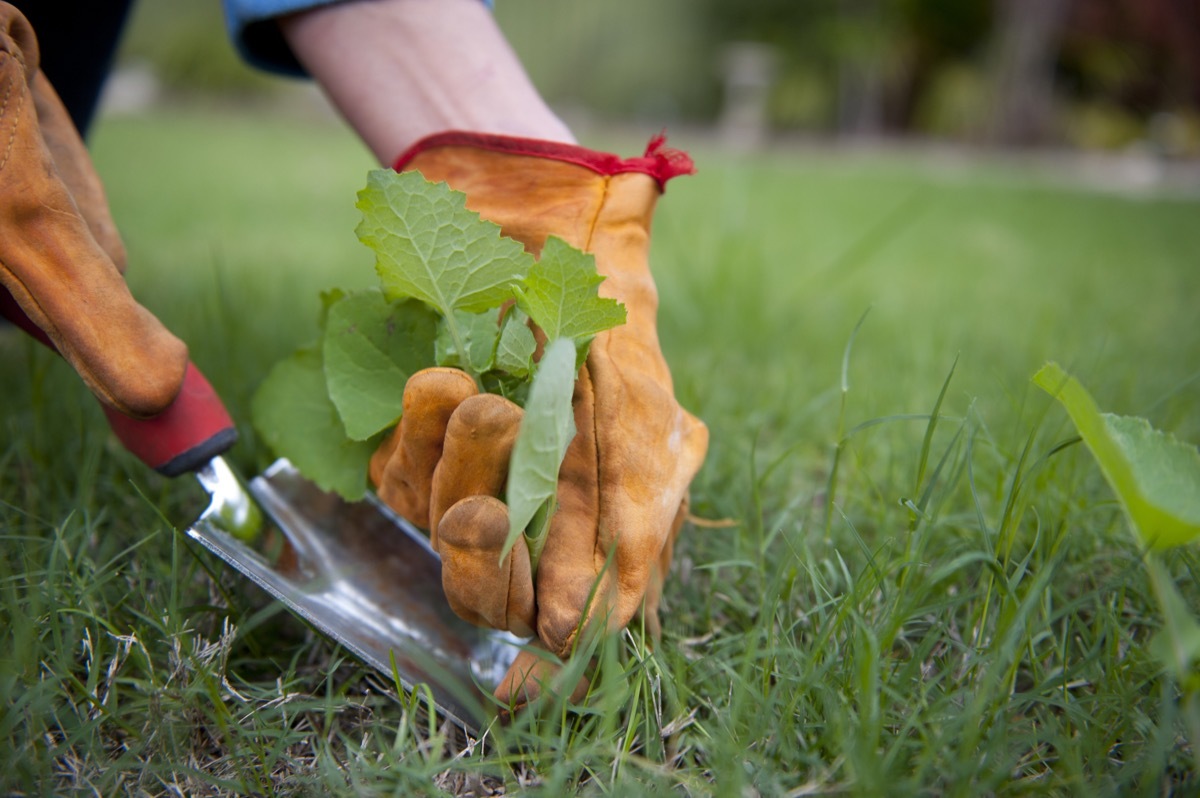 person weeding grass