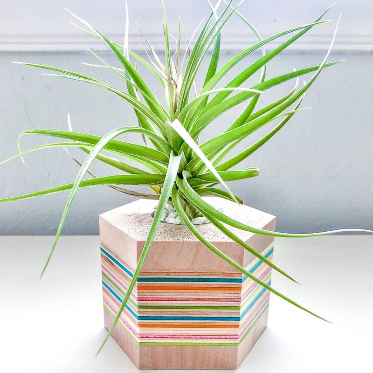 striped plant holder