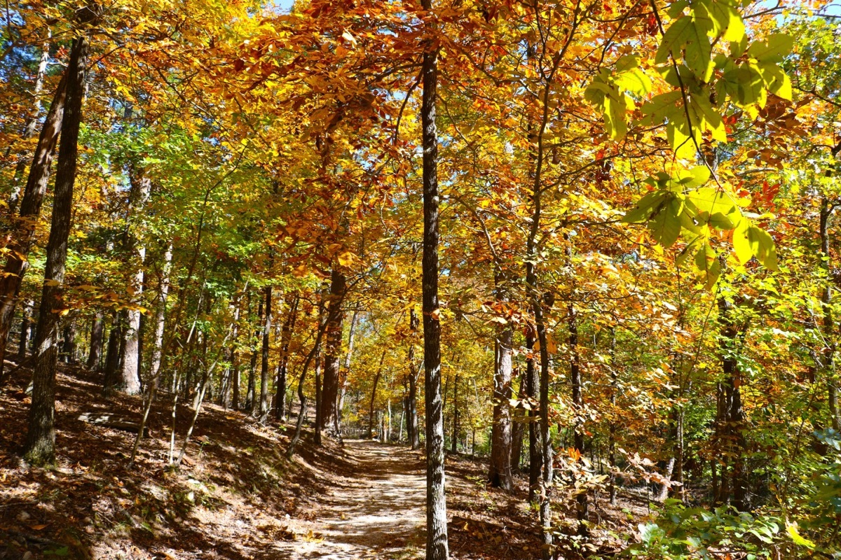 fall foliage at hot springs national park