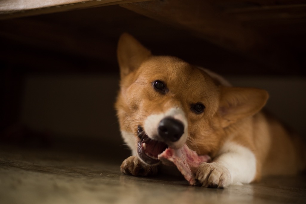 corgi biting royal corgis