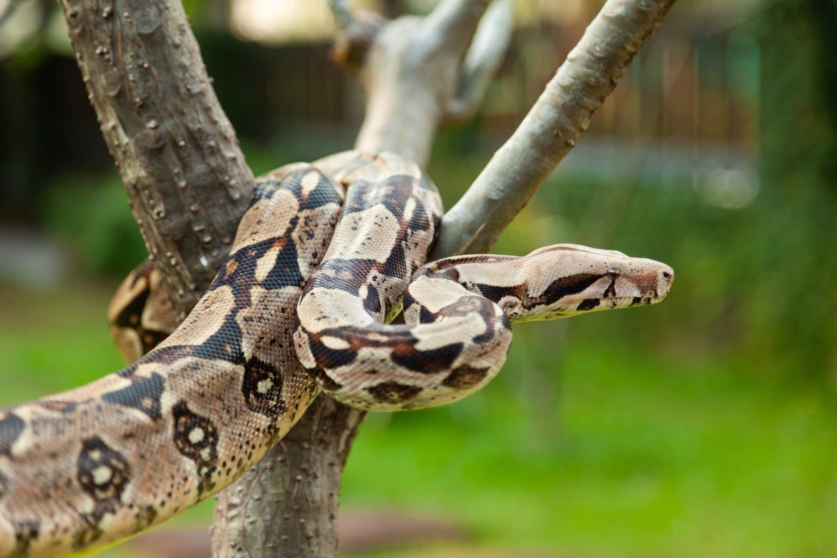 A close-up view of a red tailed Columbia boa constrictor.