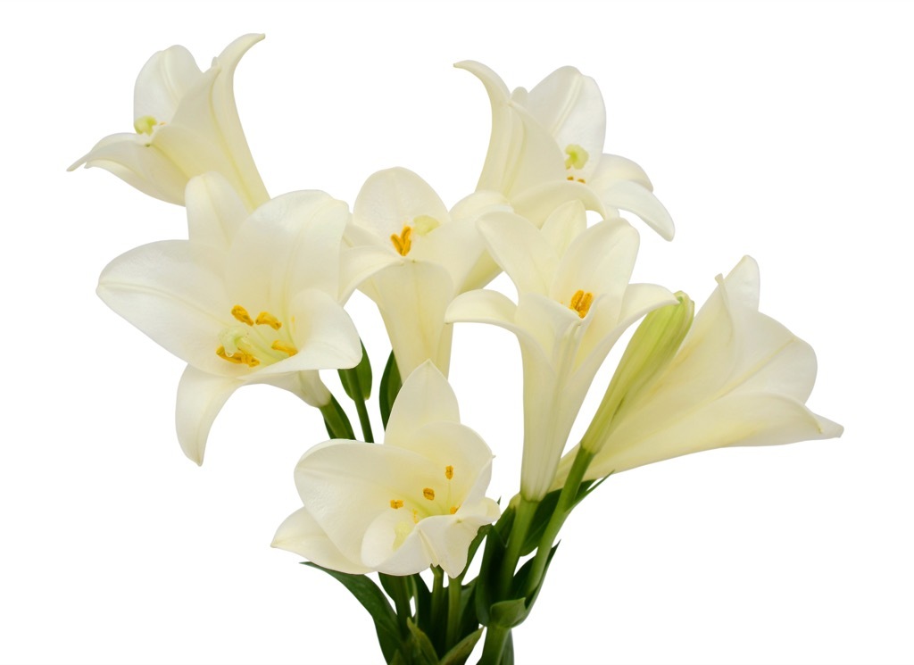 easter lily bouquet