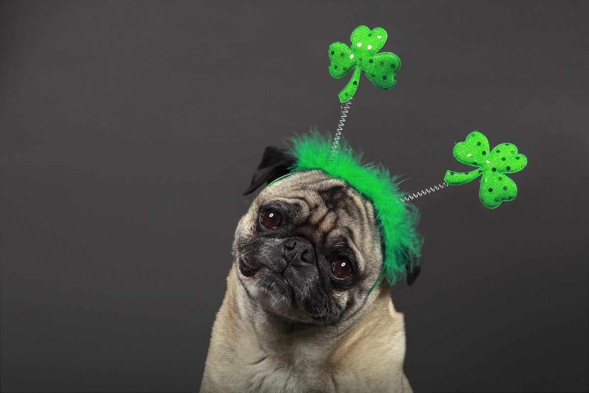 st patricks day pug