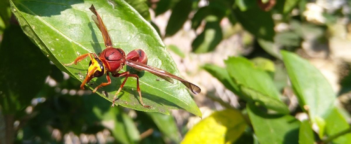 close up of murder hornet on a leaf