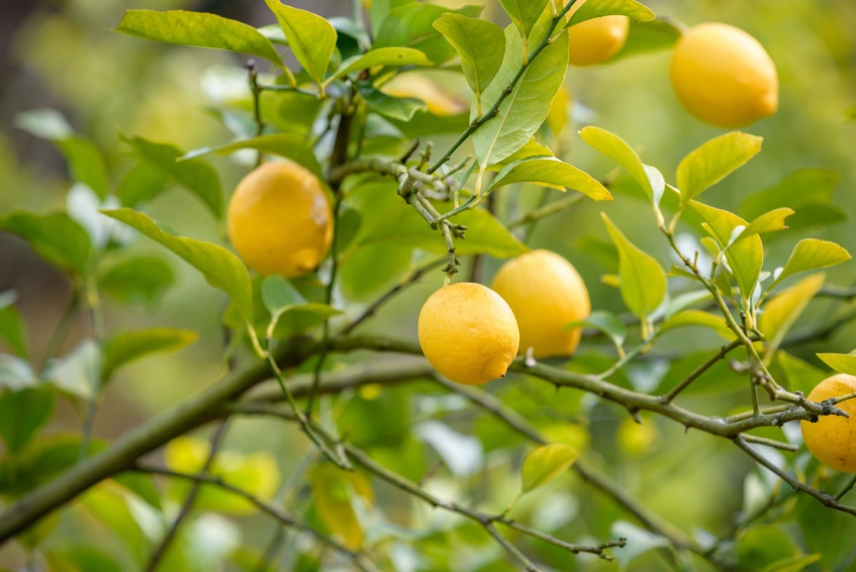 Lemon tree