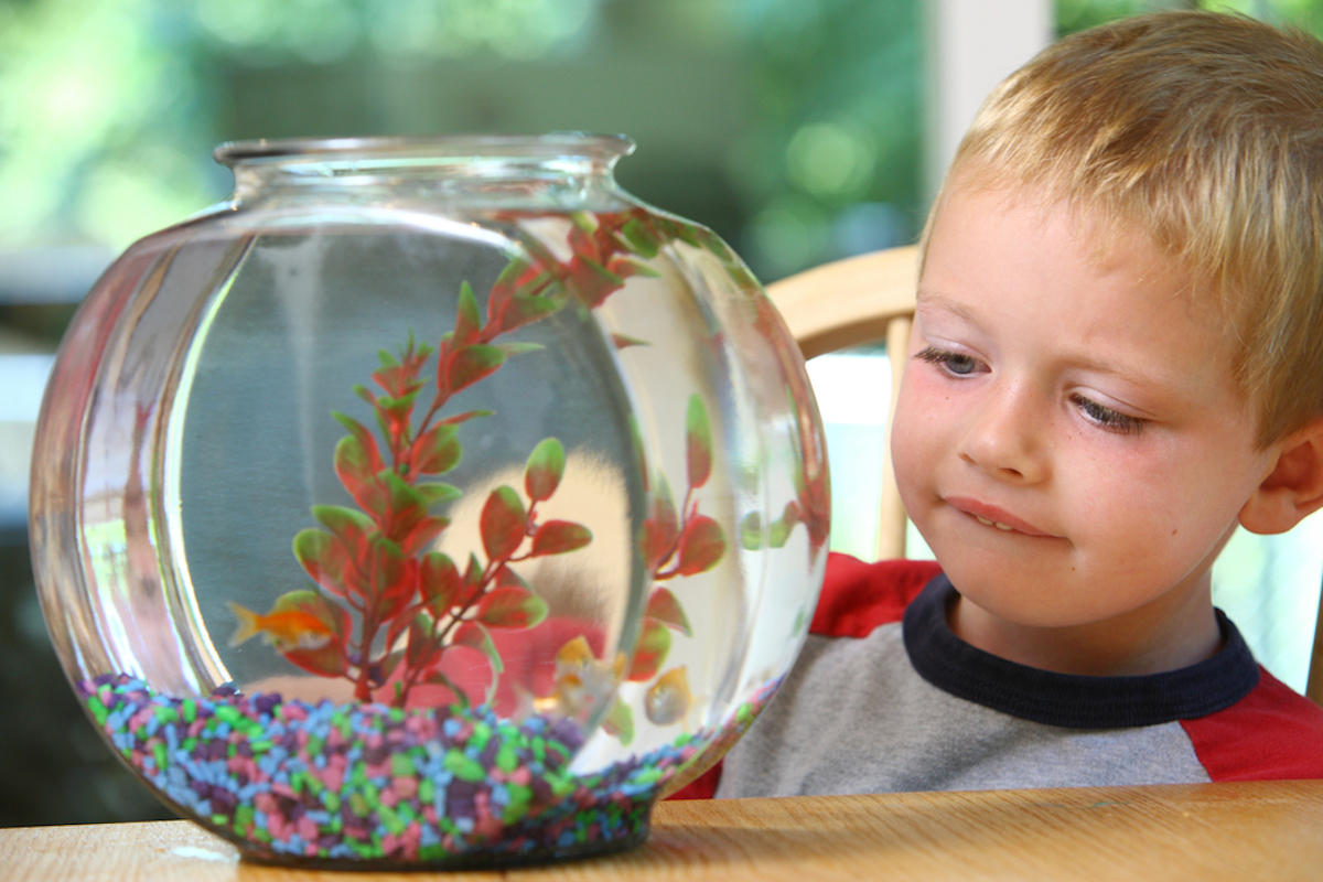 young blonde boy looking at fish tank on table