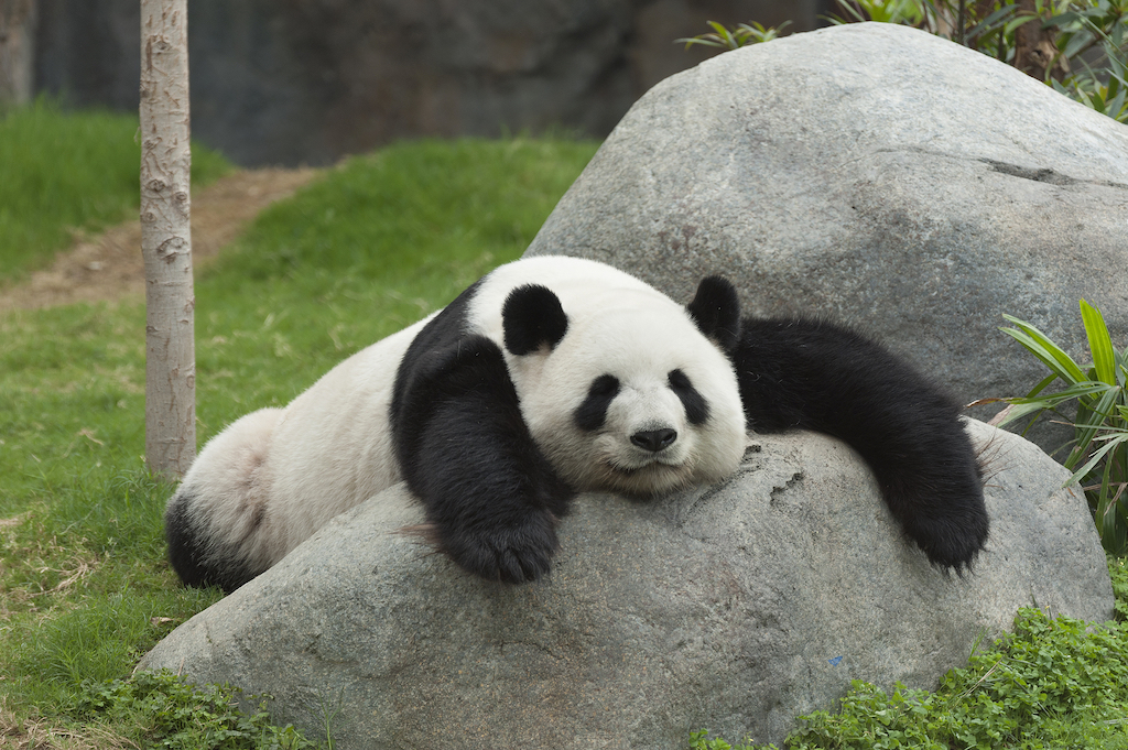 panda sleeping