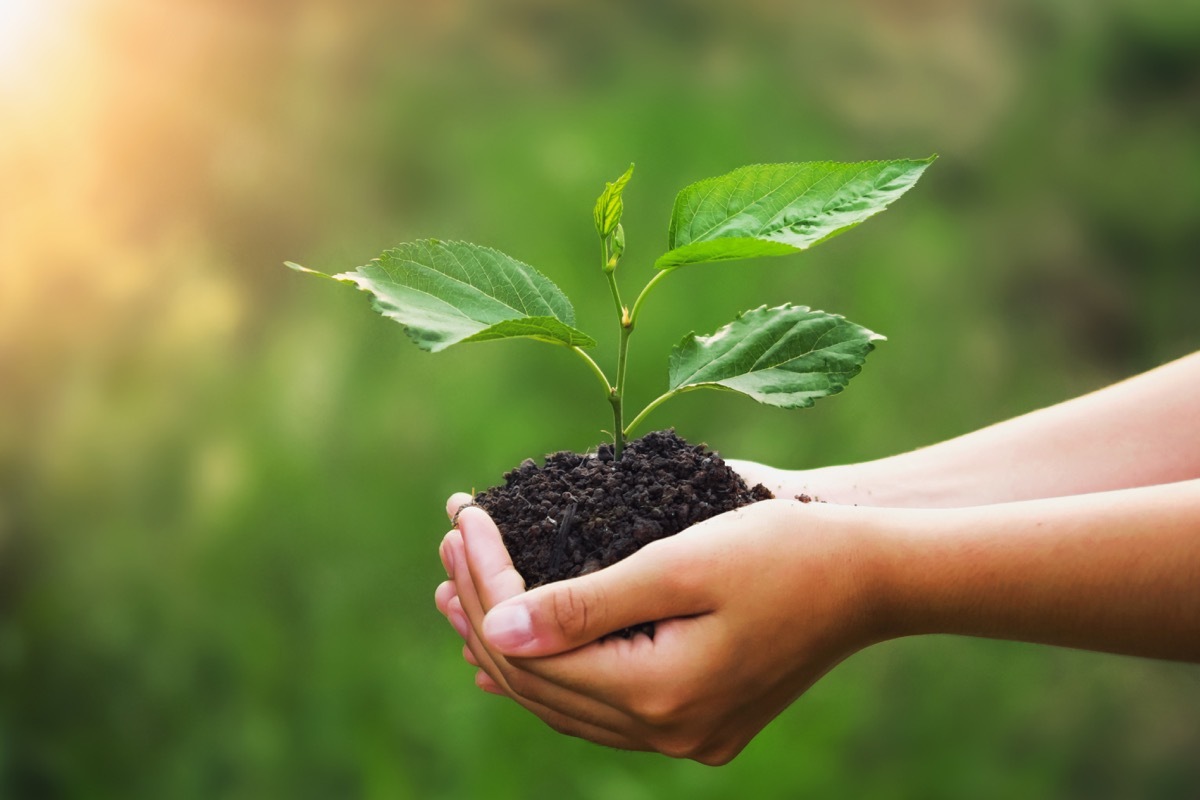 Hands holding plant