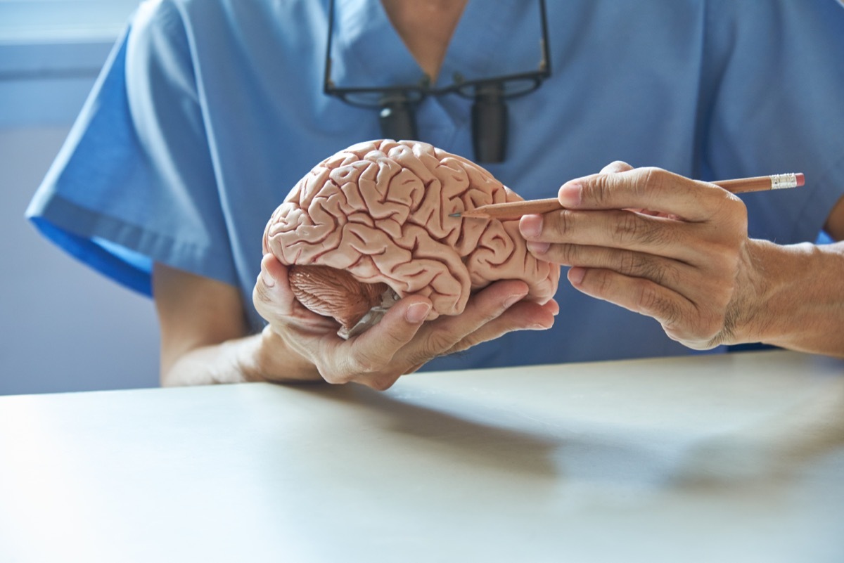 Doctor using pencil to demonstrate anatomy of artificial human brain model in medical office