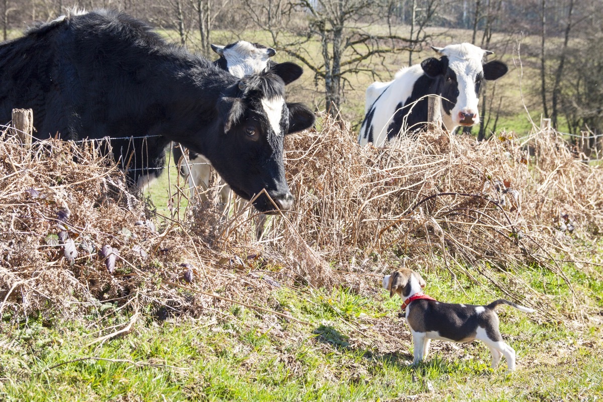 dog and cow hanging out together in fields