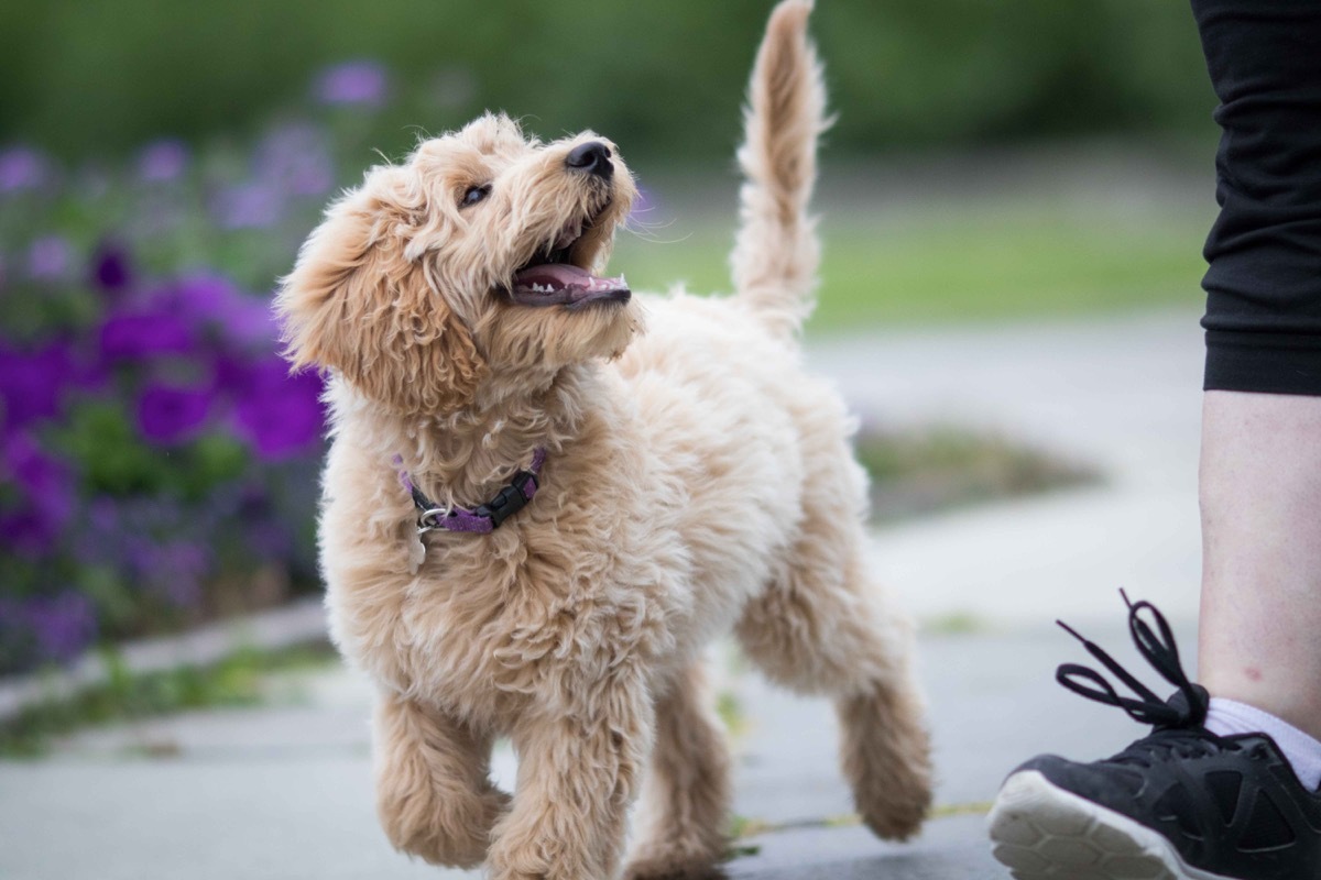 Labrador poodle puppy looking at owner