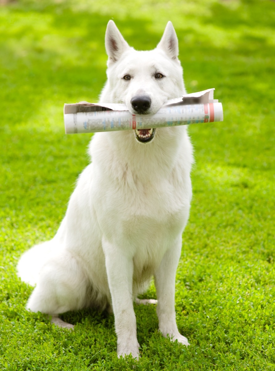 white swiss shepher holding a newspaper