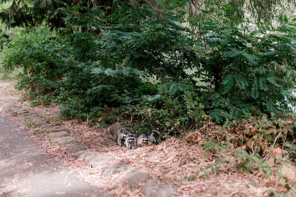 raccoon wedding photobomb