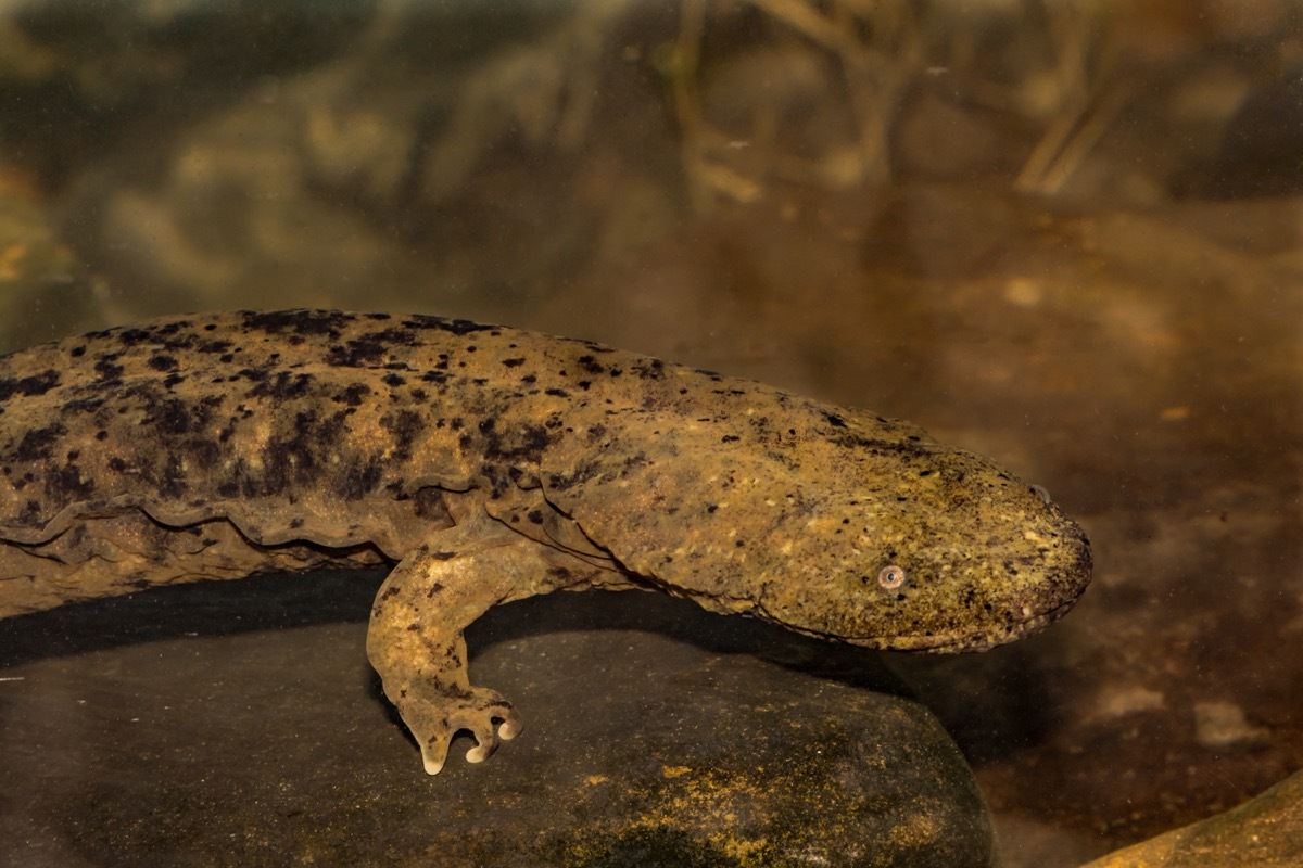 eastern hellbender crawling on rock