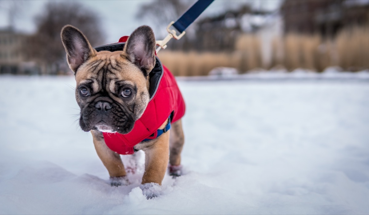 Frenchie dog in a vest going for a walk in the winter in the snow