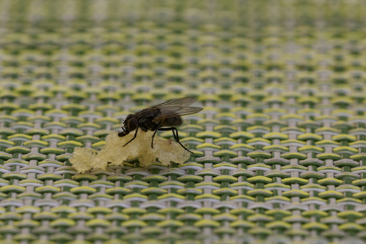 black fly trying to feed