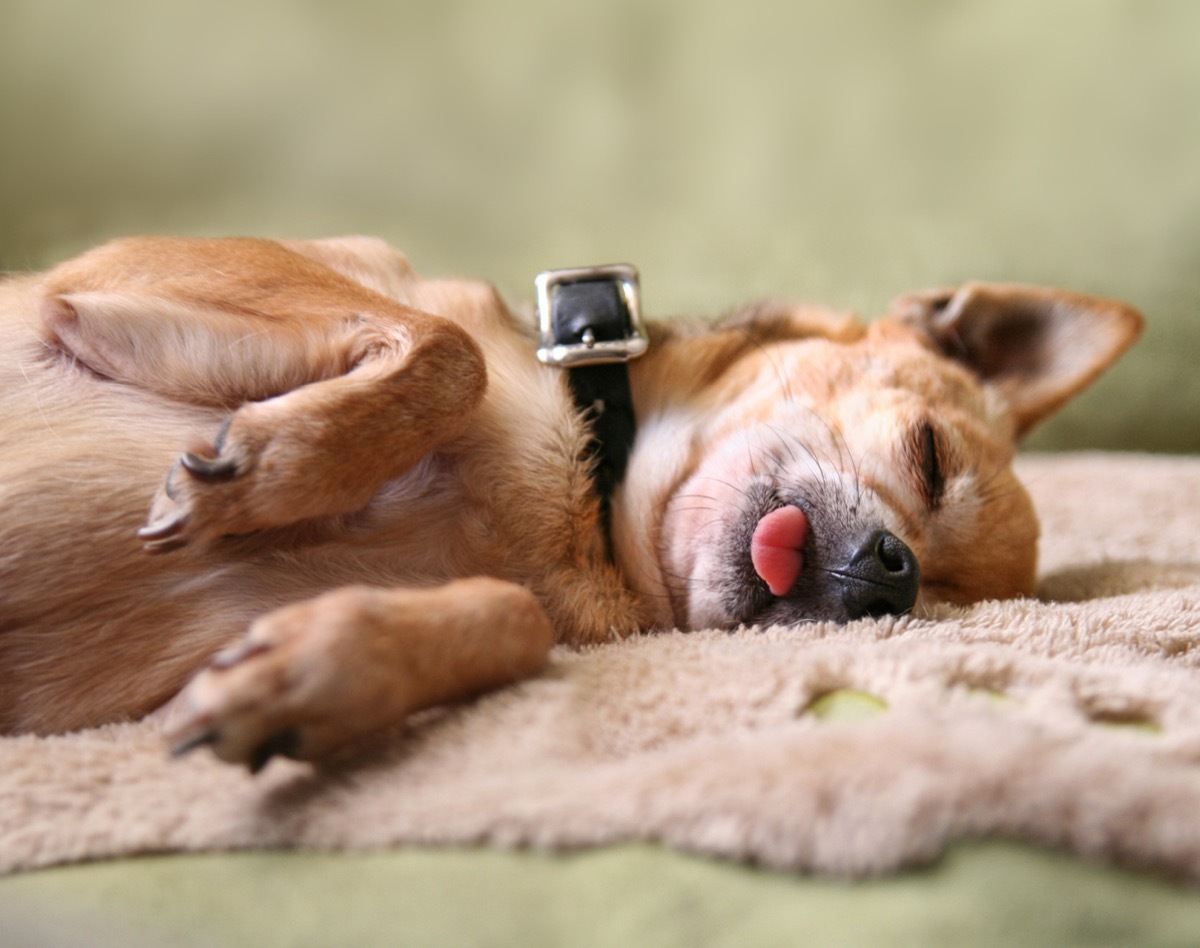 chihuahua sleeping with tongue out photos of snoozing dogs