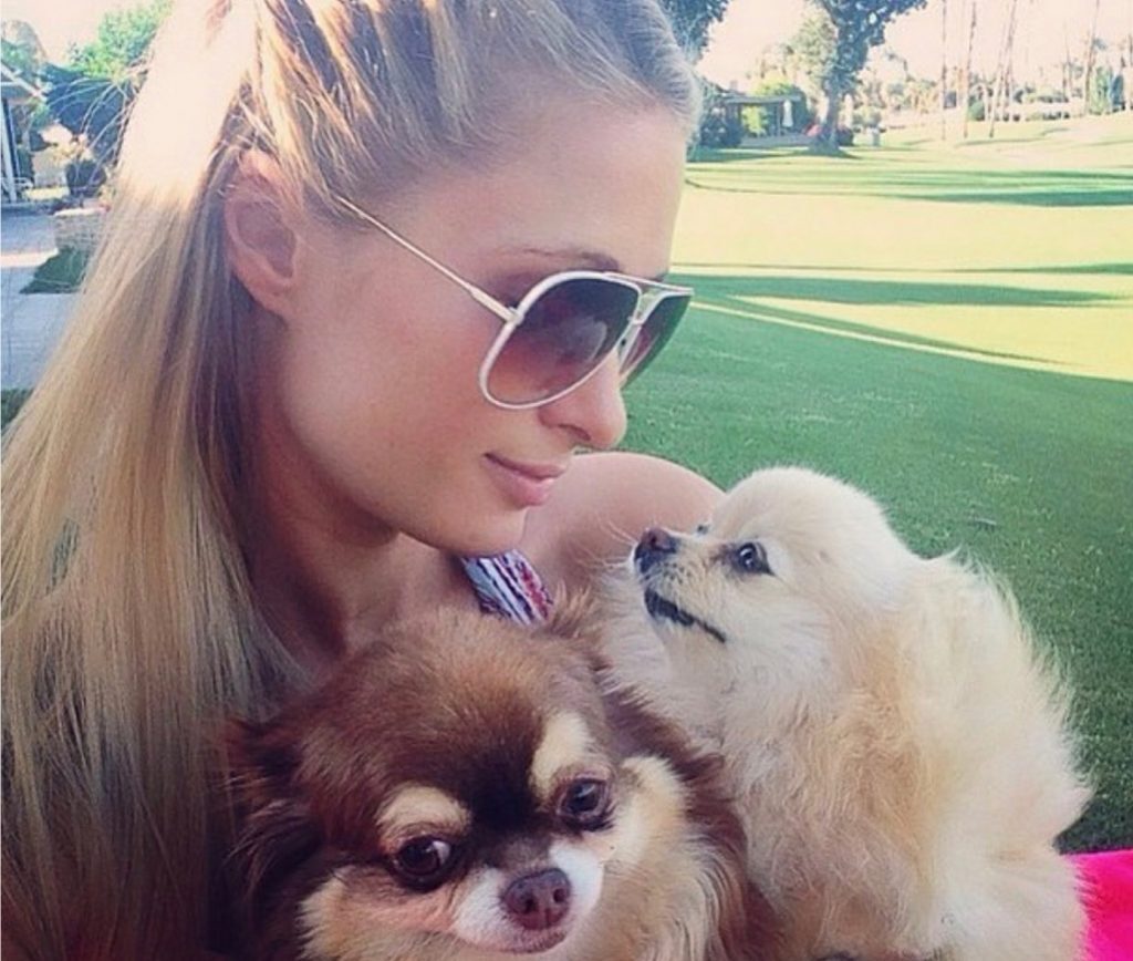 Paris Hilton celebrities who look like their pets