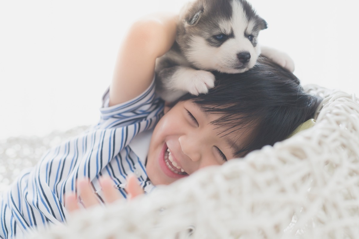 Husky pup playing with kid