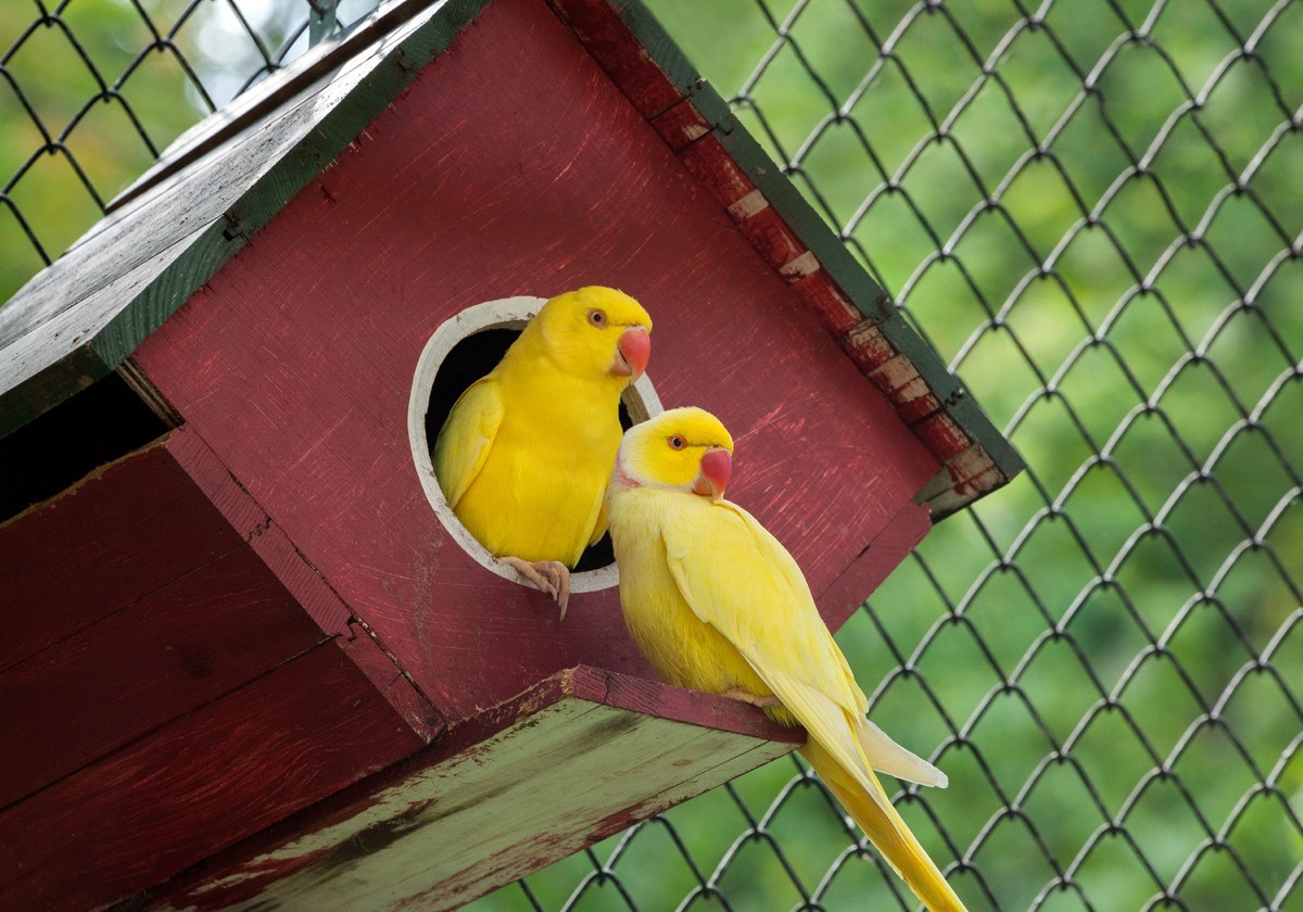 two canaries in a red birdhouse