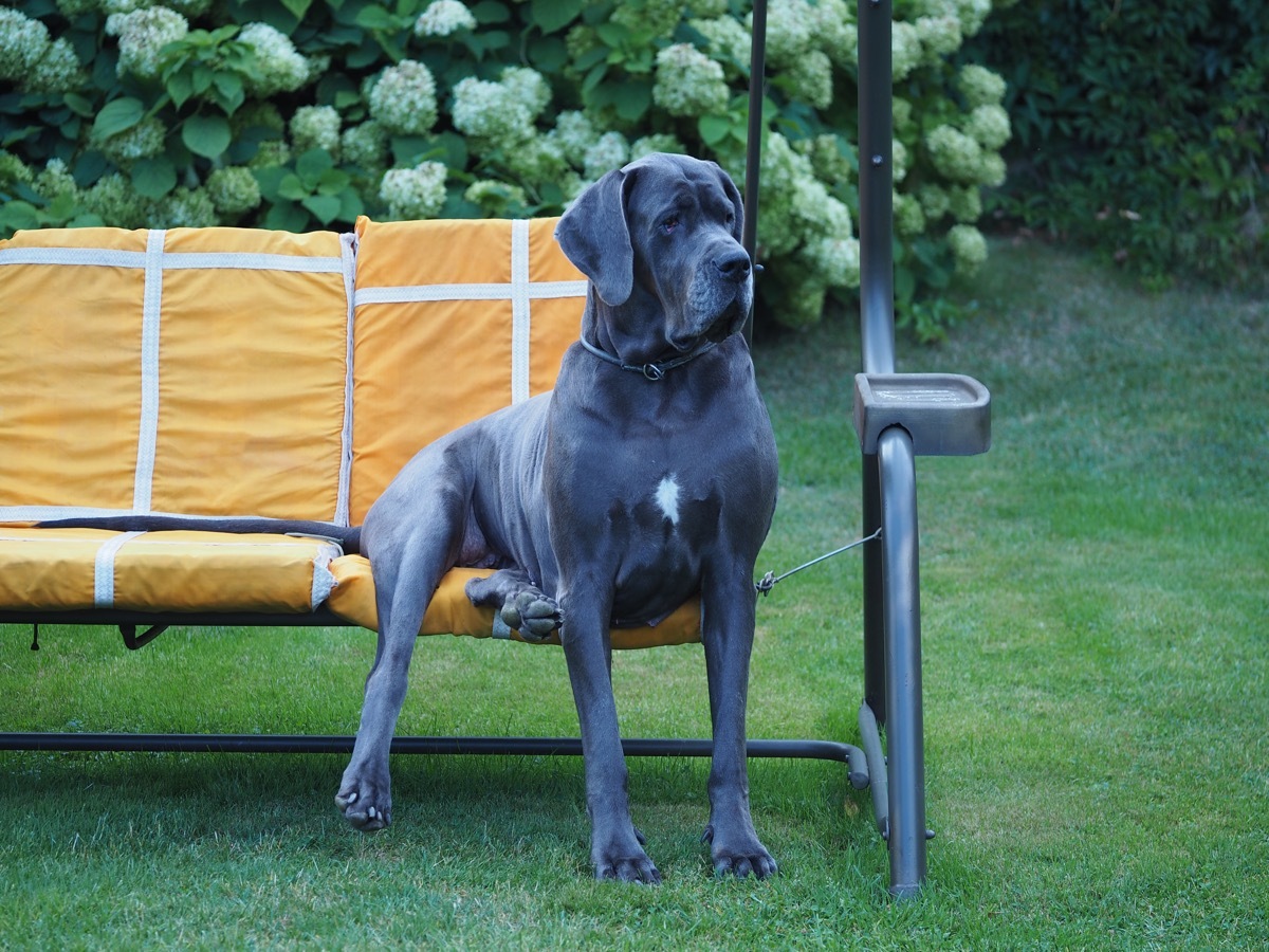 Great Dane