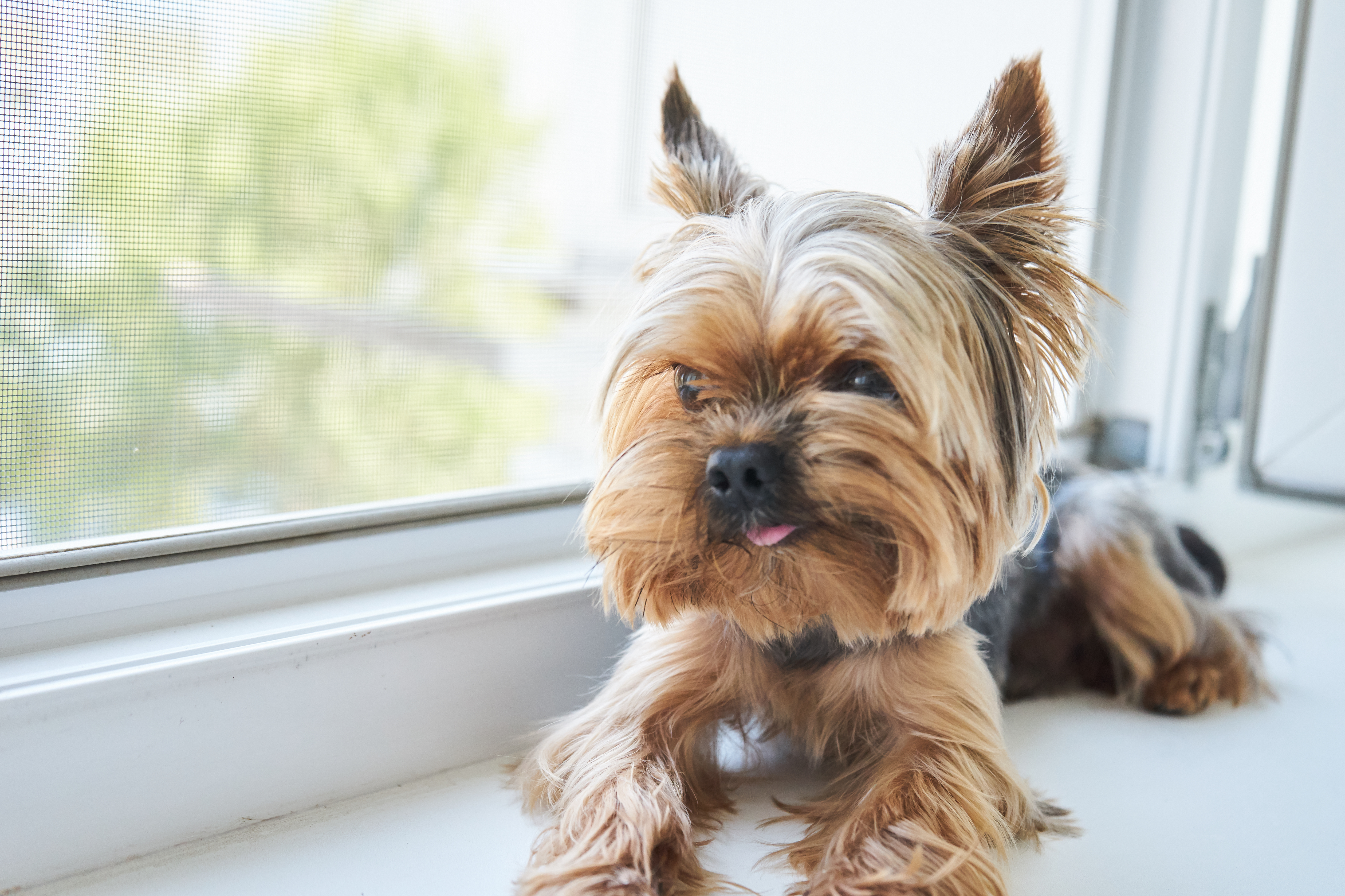 yorkshire terrier sitting on the windowsill