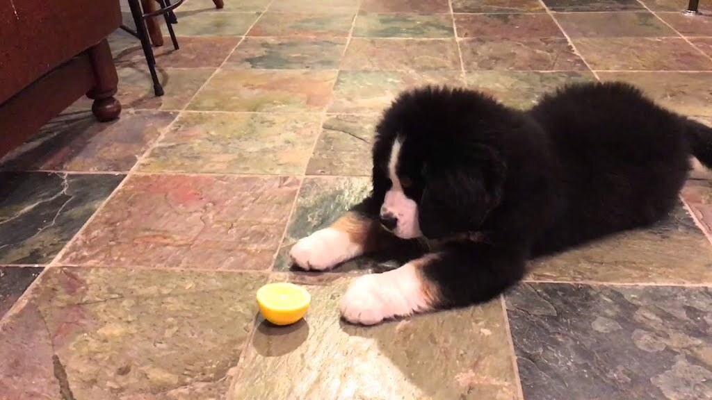 puppy vs lemon video