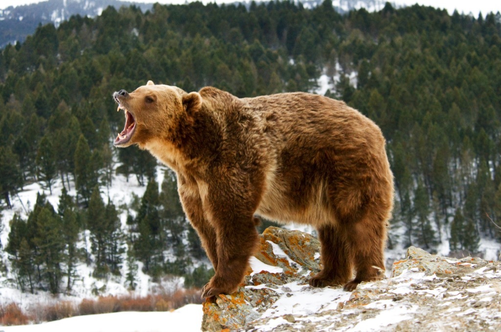 Brown bear weird town names