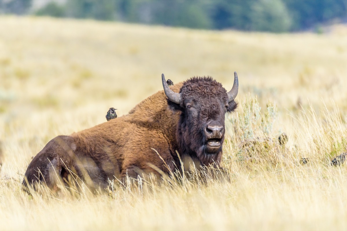 Bison in a Field