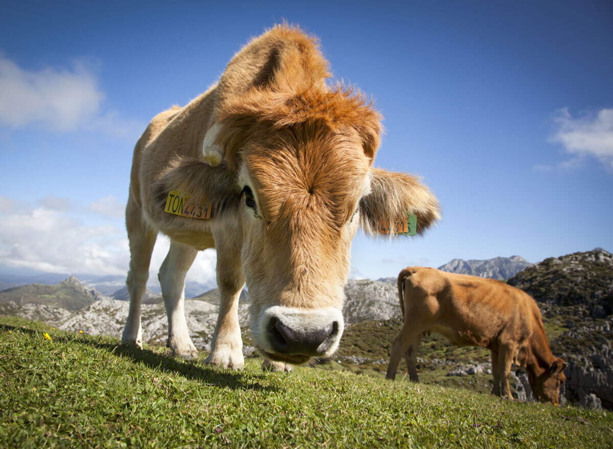 cow eating grass