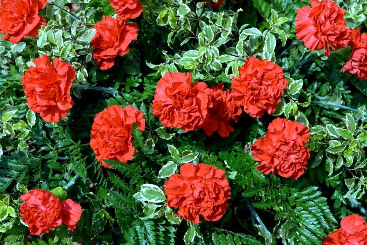 red carnations