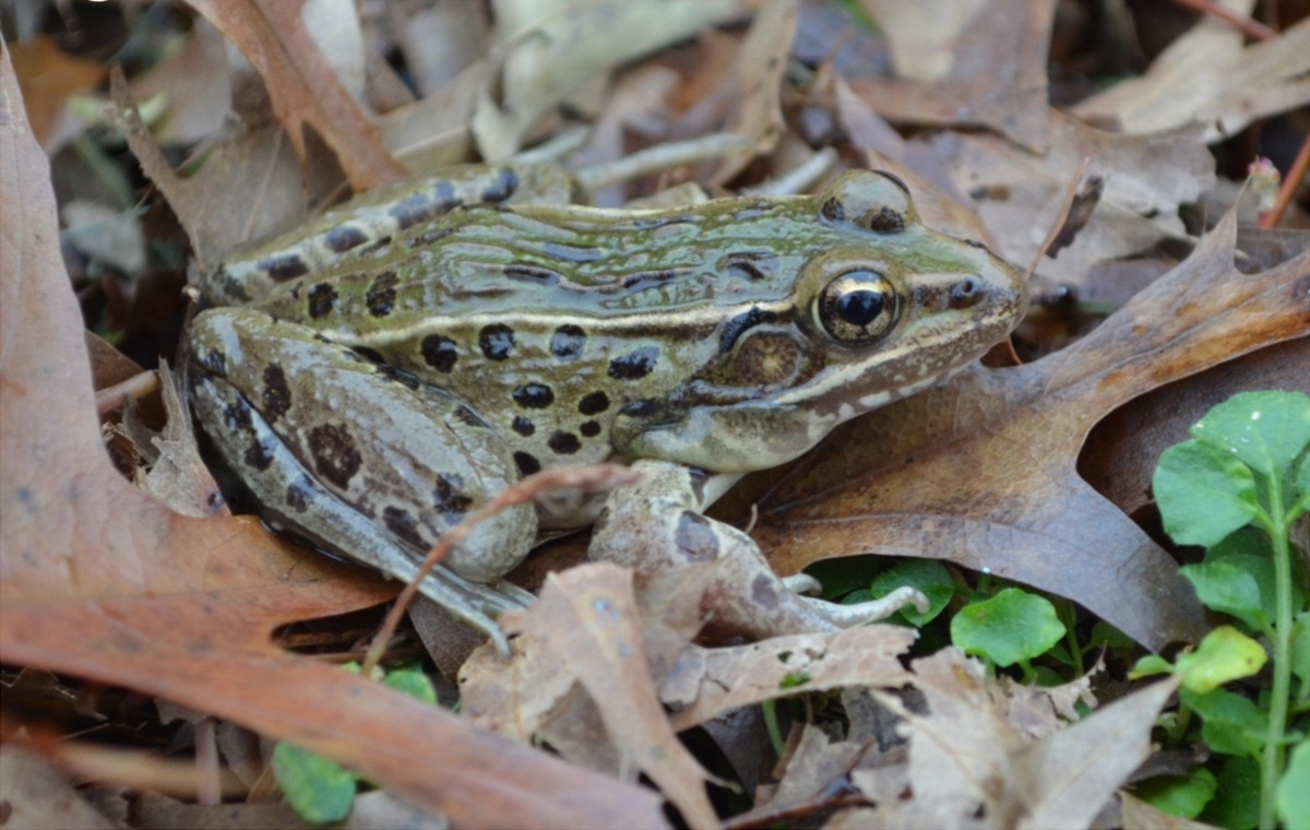 Atlantic Coast Leopard Frog cutest animals discovered in 2018