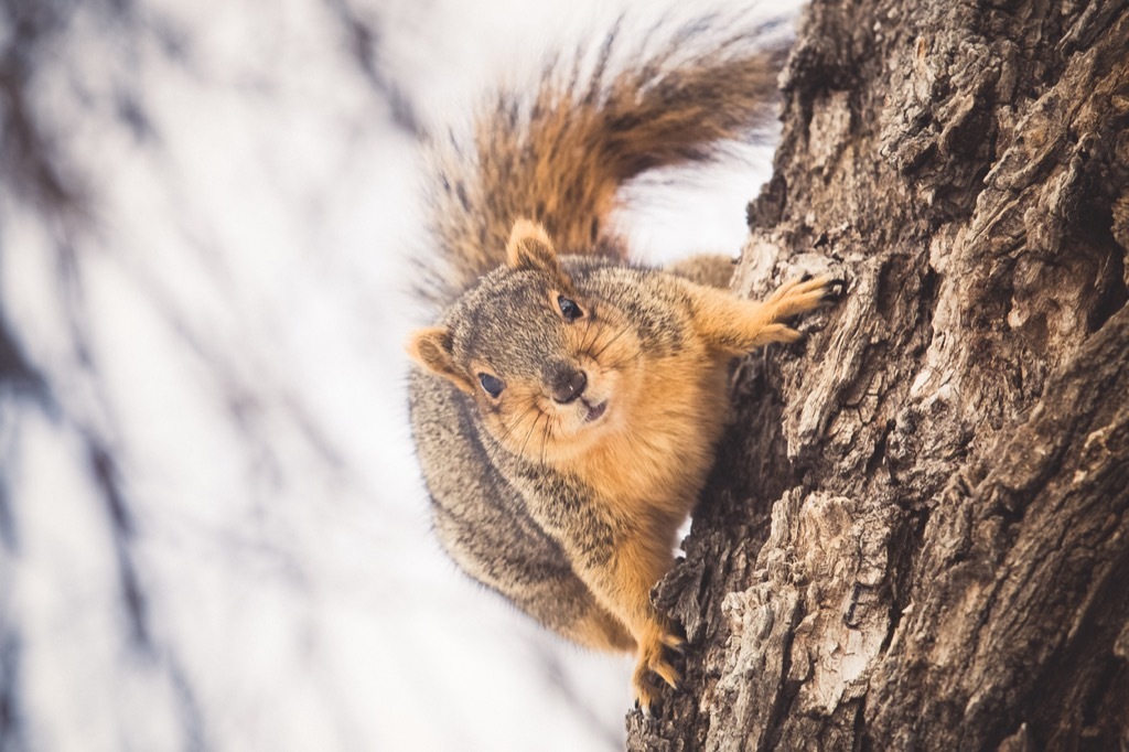 Fox squirrel in tree