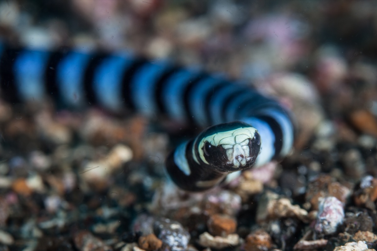 Banded Sea Krait Sea Creatures That Sting