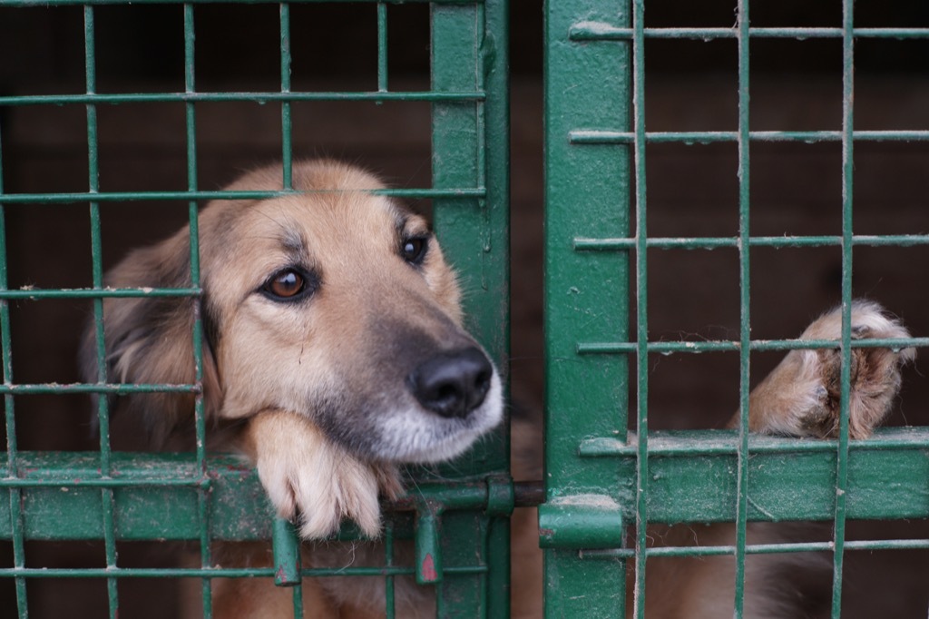 Shelter dog,